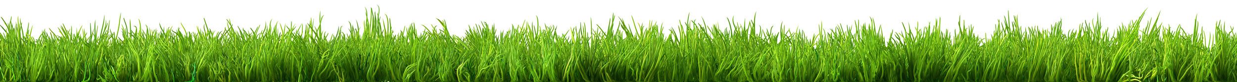 Gras